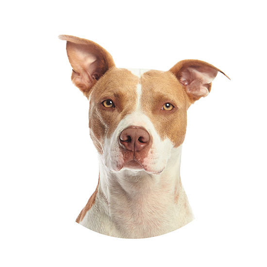 Hero-home-dog-image-4_optimized