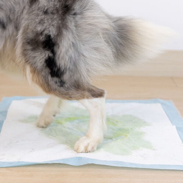 Εκπαιδευτικές Πάνες Uniq Πάνες Επιδαπέδιες Σκύλου Μπλε 60x90εκ. 10τμχ